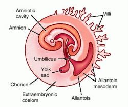 placenta chorion