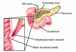 dorsal pancreatic duct