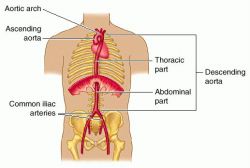 Aorta Meaning