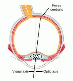 Dorsoventral Axis