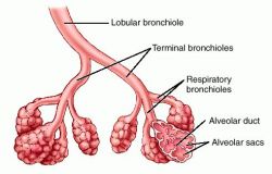 What is the function of the bronchi?