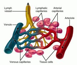 Capillary Vessels