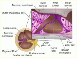Echinocytes Burr Cells