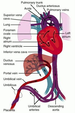 Fetal heart diagram blood flow