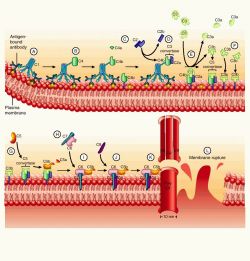 alternative complement pathway