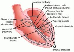 Cardiac Conduction Pathway