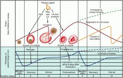 Hormones Ovarian Cycle