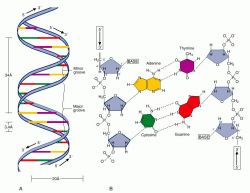 deoxyribonucleic acids