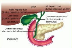 Vitelline Duct Cyst