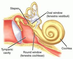 What is the purpose of the bones in the middle ear? | Socratic