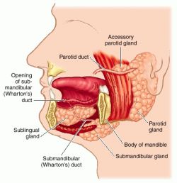 major salivary glands