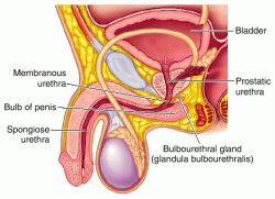 Bartholin Gland Anatomy