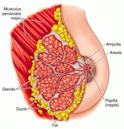 exocrine gland cell