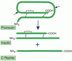 Insulin. The precursor proinsulin is cleaved internally at two sides (arrows) to yield insulin and C peptide.