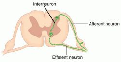 interneuron  function