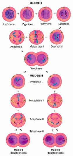 chromosomes in cell. chromosomes typical