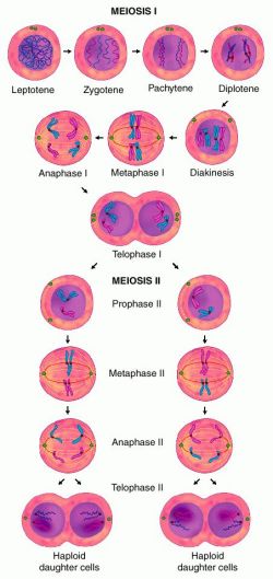 Haploid Cell Meiosis