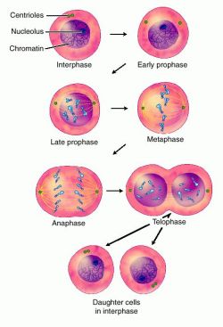 Stages Of Mitosis