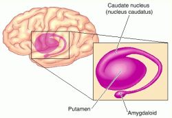 Dentate Nucleus