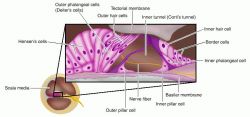 vestigial organ - definition of vestigial organ in the Medical ... vestigial organ - definition of vestigial organ in the Medical ...