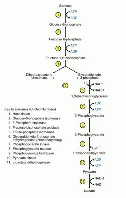 Glucose Metabolism Pathway