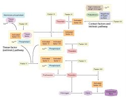 Intrinsic Pathway Coagulation