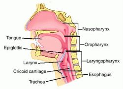 Anatomy Pharynx Larynx