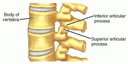 articular pillar lumbar spine