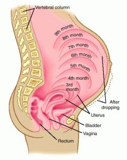 molar pregnancy painting