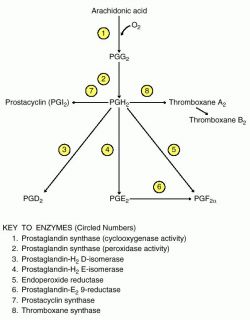 Prostaglandin Biosynthesis Pathway