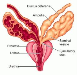 Seminal Vesicle