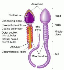 Sexual Reproduction Definition Wikipedia