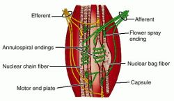 muscle spindle art