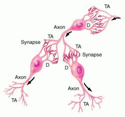 Neurons Synapses