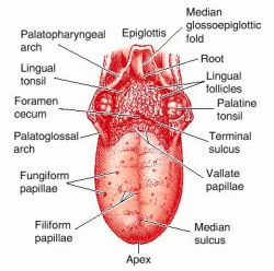 Aids On Tongue