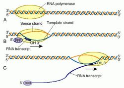 rna transcript