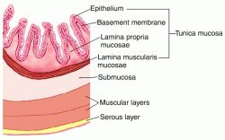 Muscularis Mucosa Stomach