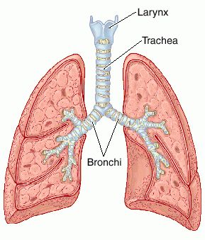 Lung Trachea