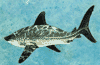 isuridae shark