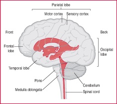 Vertebral Column: Vertebral Column Medical Definition