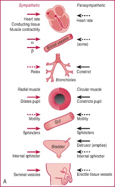 nervous system parasympathetic nursing sympathetic medical autonomic stimulation actions vessels vs heart response definition pharmacology dictionary arrows solid respiratory study