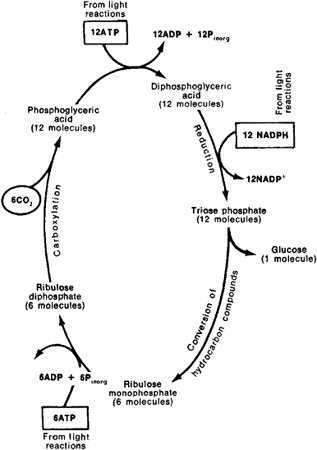 Simplified diagram of the Calvin cycle—pathways of carbon fixation in 