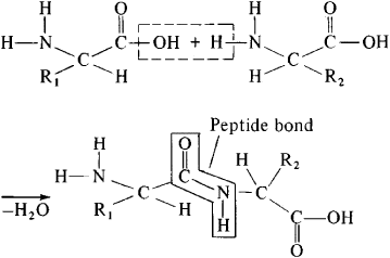 amide plane peptide backbone