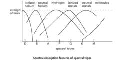 Spectral absorption features of spectral types