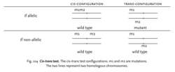 Cis-trans