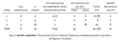 Aerobic respiration