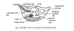 Air sac