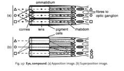Eye, compound