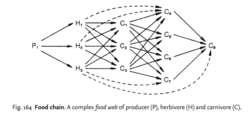 Food chain