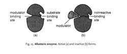 Allosteric enzyme